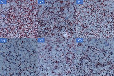 Effects of vitamin E supplementation of a high-lipid diet on the growth and biochemical parameters of hybrid groupers (♀ Epinephelus fuscoguttatus × ♂ E. lanceolatus)